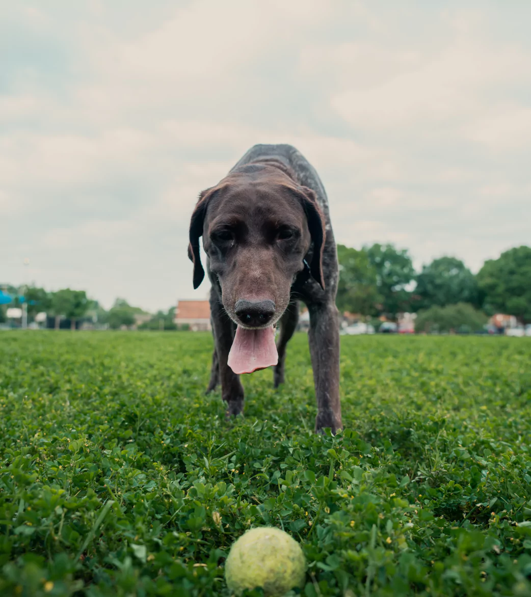 Tired Dog Looking at Tennis Ball